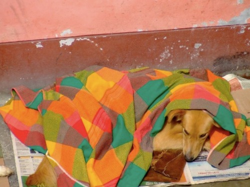Cojito resting after operation. He´s still waiting for a loving family, who´d take him home and share some space, food and even more important love!