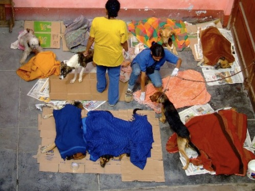 The members of ASPPA spend many hours at Graciela´s place helping her with the dogs!!!