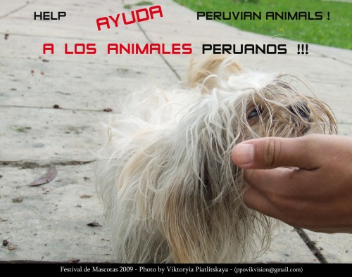 Join Ayuda a los Animales Peruanos! Help Peruvian Animals! (clickable image) and make a difference!